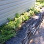 Favorite raised bed  (viola)