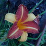 day lily
