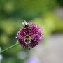 Bees 30 July 08