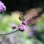 Butterfly 30 July 08