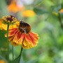 Helenium 30 July 08