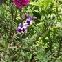 pansies (viola)