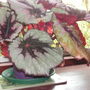 Begonia Rex