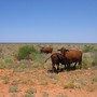 Cattle station.