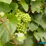 France_2008_019