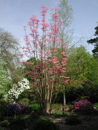 Such a beautiful tree! (Toona sinensis)