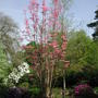 Toona sinensis