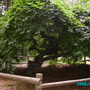 Dwarf "Tortuosa " Beech trees  ("Tortuosa" Beech trees)