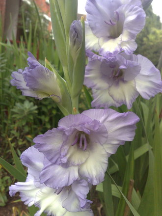 White and Lilac Gladioli