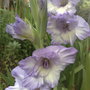 White and Lilac Gladioli
