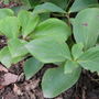 Creeping_dogwood