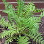 Matteuccia struthiopteris