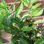 Winterberry_summer2