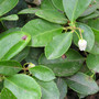 Gaultheria procumbens