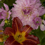 Summer colour despite the wet!
