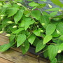Deck cover clematis
