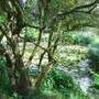 Furzey_Gardens_Woodland.jpg