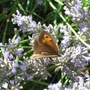 Butterfly on lavender