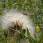 Insect on thistle