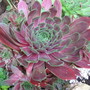 Houseleek (Sempervivum tectorum)