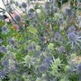 Sea Holly (Eryngium planum)