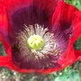 Poppy head