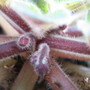 new buds coming....