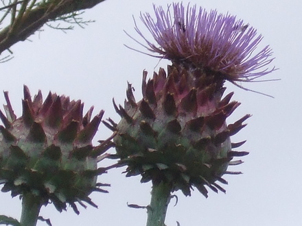 Cynara flowers (Cynara cardunculus (Globe Artichoke))