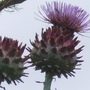 Cardoon_flowers