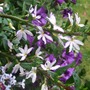 Scaevola aemula