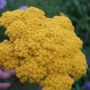 Achillea 'Goldplate' (Achillea 'Goldplate')