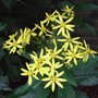 Senecio doria