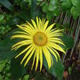 Inula orientalis