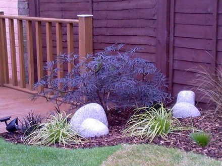A garden flower photo (Sambucus nigra (Common elder))