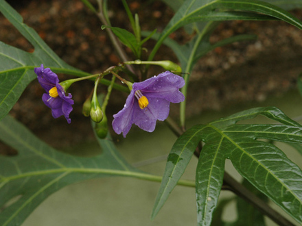 Solanum laciniatum (Kangaroo Apple) (Solanum laciniatum (Kangaroo Apple))