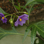 Solanum laciniatum (Kangaroo Apple) (Solanum laciniatum (Kangaroo Apple))