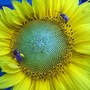 Bees on Sunflower