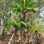 Cycas angulata
