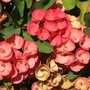 Euphorbia milii (Euphorbia milii)