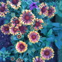Gailliardia (Gaillardia)