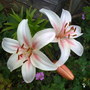 Lily