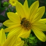 Bee at work