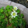 The_alpines_are_flowering_1.jpg