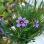 The Alpines are flowering