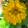 Zinnia  (Zinnia elegans)