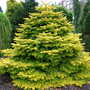 Abies nordmanniana