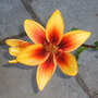 Lily