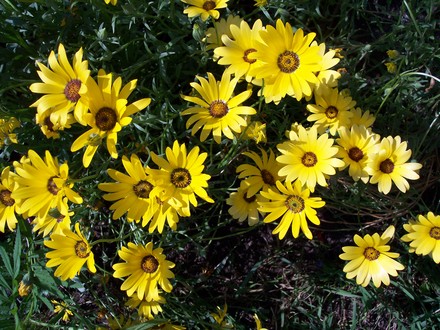 African Daisies (Dimorphotheca sinuata (African Daisy))
