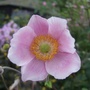 Japanese_anemone