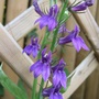 Lobelia 'Fan Blue' (Lobelia 'Fan Blue')